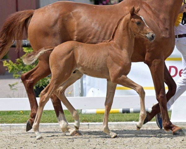 horse Frenant (German Sport Horse, 2022, from Federer)