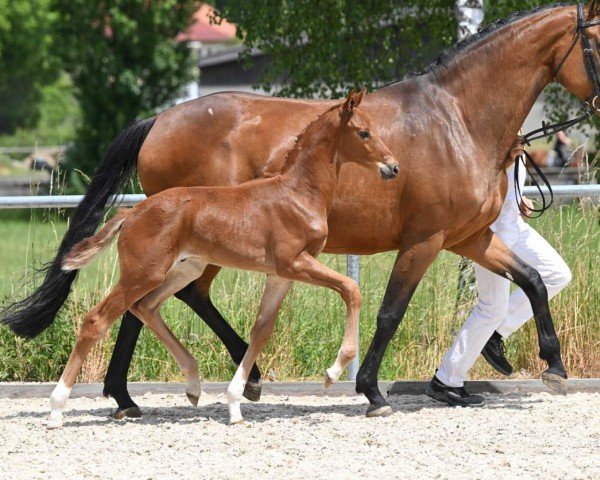 horse Floribo (German Sport Horse, 2022, from Marburg's Floricello OLD)