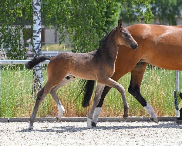 horse Side Line (German Sport Horse, 2022, from Sandro Hit)