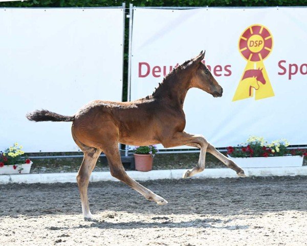horse Fineline (German Sport Horse, 2023, from Filox)