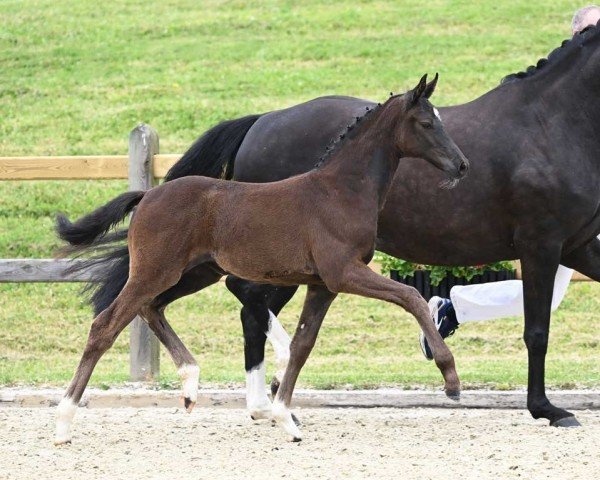 horse Feline (German Sport Horse, 2023, from Feliciano)