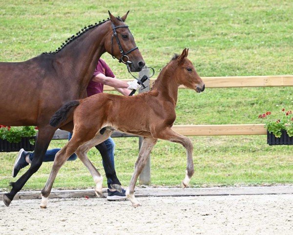horse Van Costo (German Sport Horse, 2023, from van Gogh)