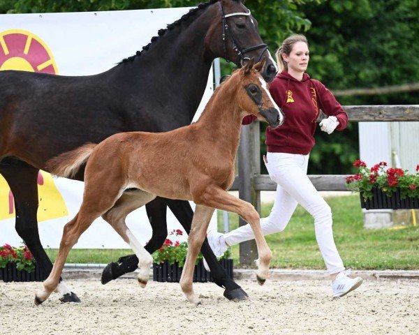 horse Best Deal (German Sport Horse, 2023, from Callaho's Benicio)