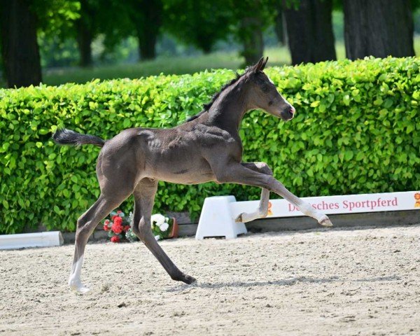 horse Kira (German Sport Horse, 2023, from Kjento)
