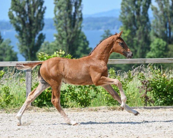 horse Fantastic Boy (German Sport Horse, 2023, from Feliciano)