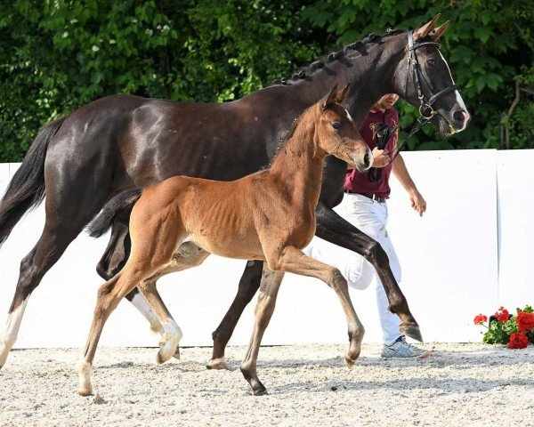 Pferd Tsulina (Deutsches Sportpferd, 2023, von Total McLaren)