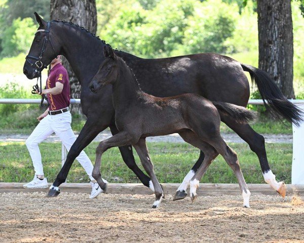 horse Impressive (German Sport Horse, 2023, from Imposantos)