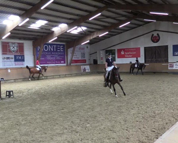 Westfälische Stutenleistungsprüfung Steinheim 2024