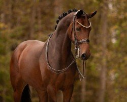 dressage horse La Luna 371 (Bavarian, 2013, from Rock Forever NRW)
