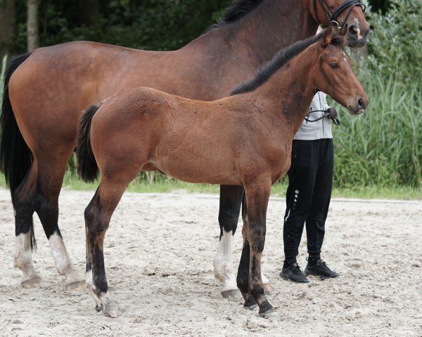 Pferd Unwritten Story NJE (Holsteiner, 2024, von UNITED WAY)