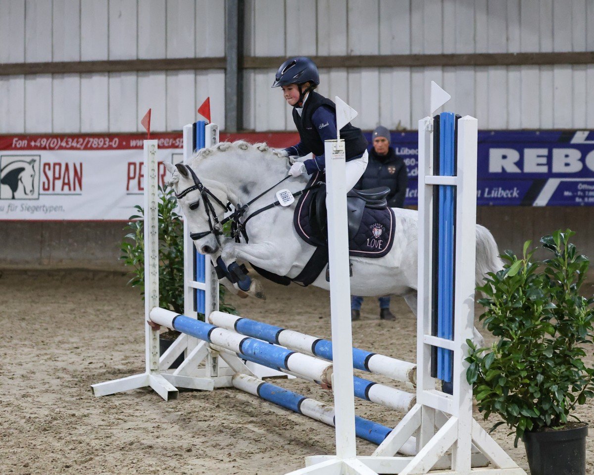 jumper Greenhills shy Logan (Welsh, 2015)