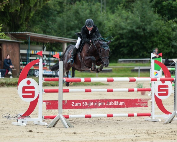 broodmare Deja Vu Z (Zangersheide riding horse, 2016, from Dominator 2000 Z)