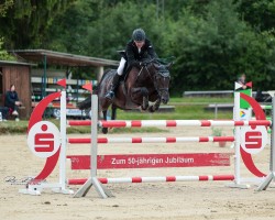 broodmare Deja Vu Z (Zangersheide riding horse, 2016, from Dominator 2000 Z)