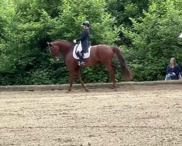 Reitturnier Hamminkeln 2024