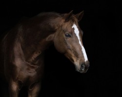 Springpferd Ides of March de Lassergut (Österreichisches Warmblut, 2012, von Hym d'Isigny)