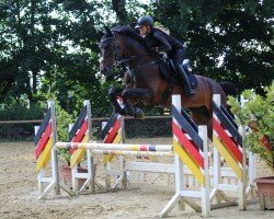 jumper Chanell 133 (German Sport Horse, 2013, from Levistano)
