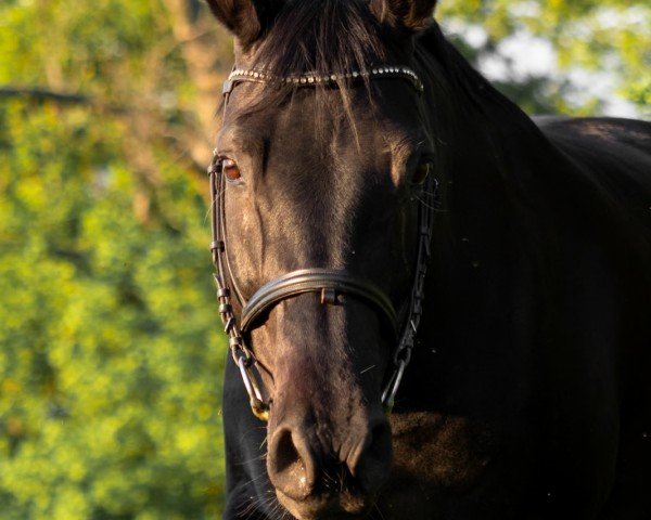 broodmare Darling (Hanoverian, 2008, from Desperados FRH)