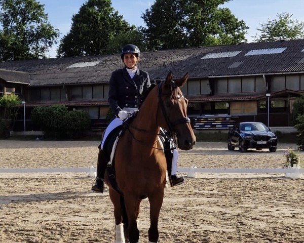 dressage horse Belmondo's Cadeau (Oldenburg, 2014, from Bordeaux 28)