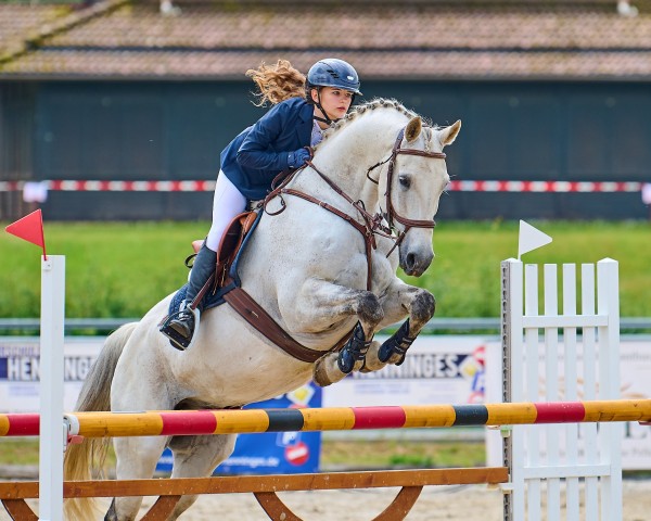Springpferd Lintao (Deutsches Sportpferd, 2008, von Hh Linton)