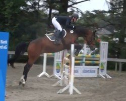 jumper Magic Matcho (Holsteiner, 2018, from Million Dollar)