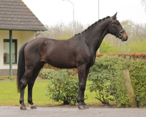 horse Robinson (KWPN (Royal Dutch Sporthorse), 2021, from Lloyd)