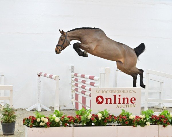 Springpferd Elvara PS (Hannoveraner, 2018, von Eldorado van de Zeshoek)