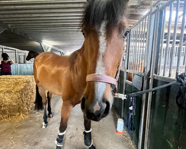 horse Power Paula (Oldenburg show jumper, 2020, from Paganini)