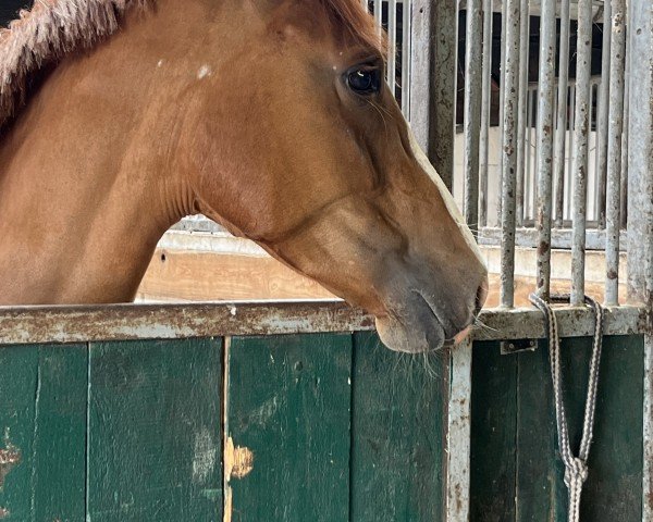 horse A Kind of Magic (Alt-Oldenburger / Ostfriesen, 2020, from Almoretto)