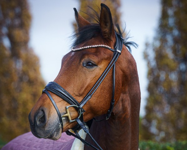 horse Varello SF (Westphalian, 2020, from Viva Gold OLD)