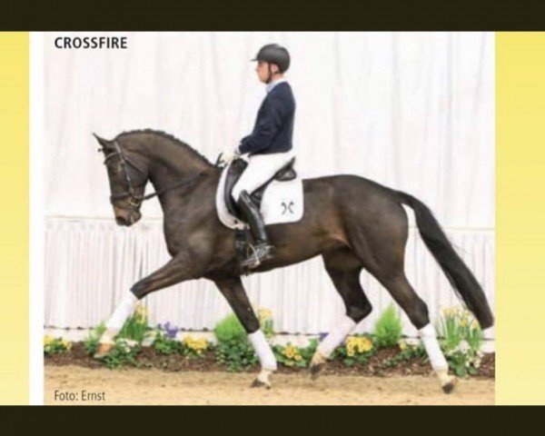 Pferd Crossfire 22 (Hannoveraner, 2010, von Christ)