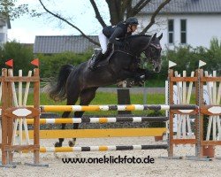 jumper Cam Newton (Oldenburg show jumper, 2018, from Cayado 3)