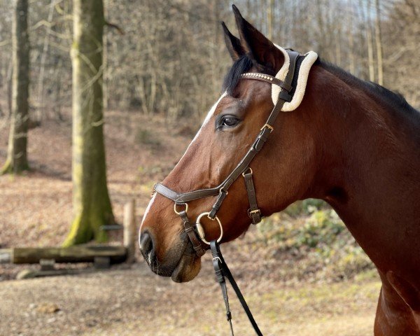 jumper Rg Bar Le Duc H CH (Swiss Warmblood, 2013, from Balou du Rouet) jumper Rg Bar Le Duc H CH (Swiss Warmblood, 2013, from Balou du Rouet)