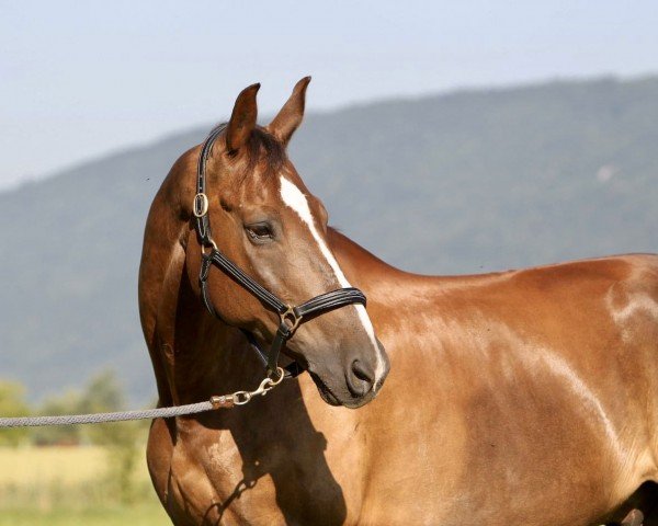 dressage horse Decard CH (Swiss Warmblood, 1996)