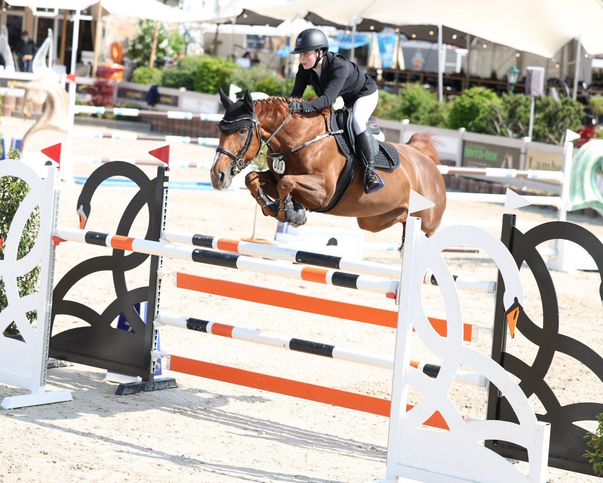 jumper Nectarine V.D.Wart (Austrian Warmblood, 2009, from Nec Plus Ultra de Septon)