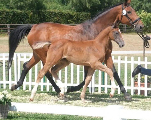 horse Ariéstro (German Warmblood, 2023, from Airplane)