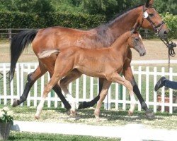 horse Ariéstro (German Warmblood, 2023, from Airplane)