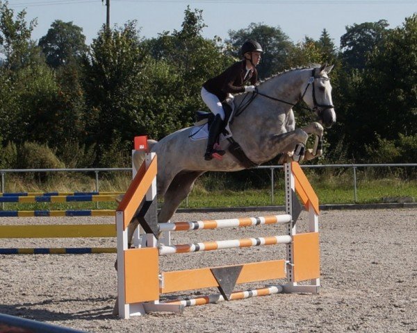 jumper Bambam KH (German Sport Horse, 2016, from Balou du Rouet) jumper Bambam KH (German Sport Horse, 2016, from Balou du Rouet)