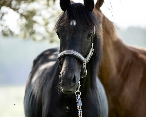 horse Greatest Showman (Little German Riding Horse, 2022, from Golden Grey NRW)