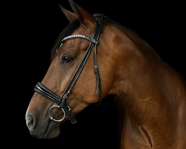 Springpferd Andy my best friend (Westfale, 2015, von Nymphenburg's First Ampere)