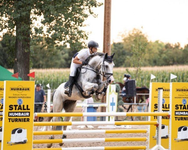 jumper Cassillas (Zweibrücken, 2012, from Castino 4)