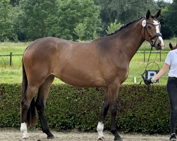 broodmare Goldzauber (Trakehner, 2021, from Zauberdeyk)