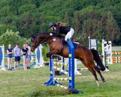dressage horse Day-Surprise (unknown, 2012, from Unbekannt)