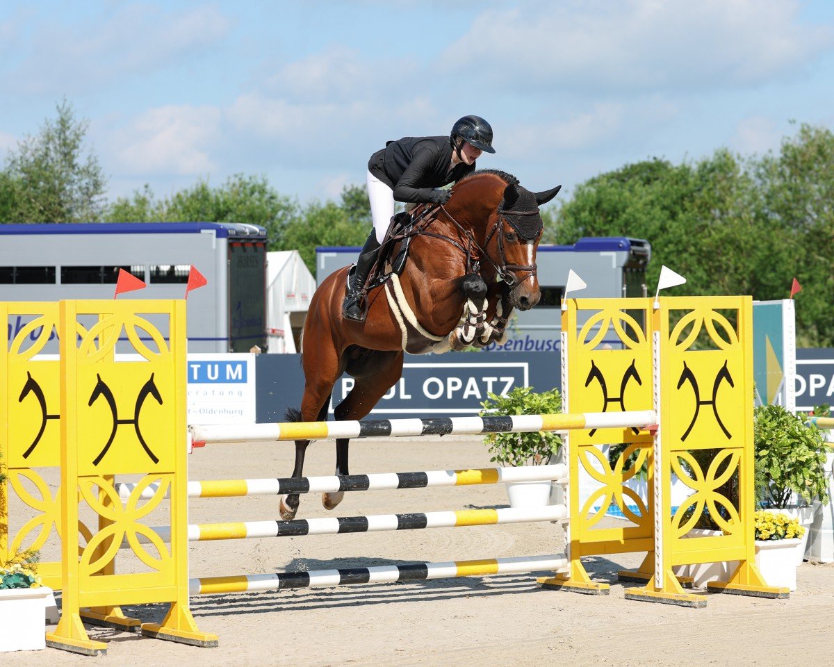 stallion Hans Heinrich 4 (Oldenburg show jumper, 2019, from Halifax van het Kluizebos)