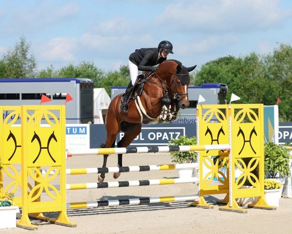 stallion Hans Heinrich 4 (Oldenburg show jumper, 2019, from Halifax van het Kluizebos) stallion Hans Heinrich 4 (Oldenburg show jumper, 2019, from Halifax van het Kluizebos)