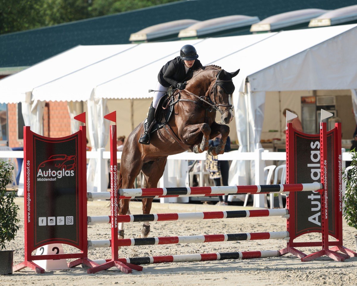 stallion Coeur Rouge (Oldenburg show jumper, 2019, from Conthargos)