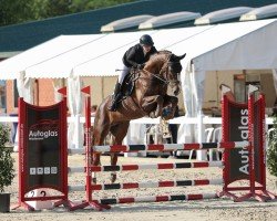 stallion Coeur Rouge (Oldenburg show jumper, 2019, from Conthargos)