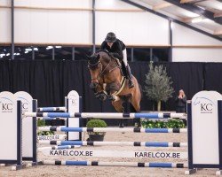 Deckhengst Sherlock van't Huka (Belgisches Warmblut, 2018, von Catoki)