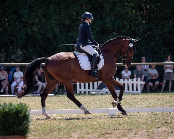 dressage horse Kalimero 87 (KWPN (Royal Dutch Sporthorse), 2015, from Formidable 51) dressage horse Kalimero 87 (KWPN (Royal Dutch Sporthorse), 2015, from Formidable 51)