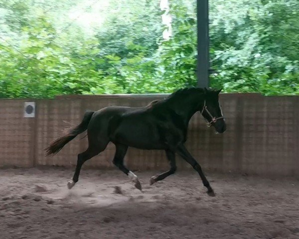 Pferd Jule (Deutsches Reitpony, 2020, von PAV Blomquist)