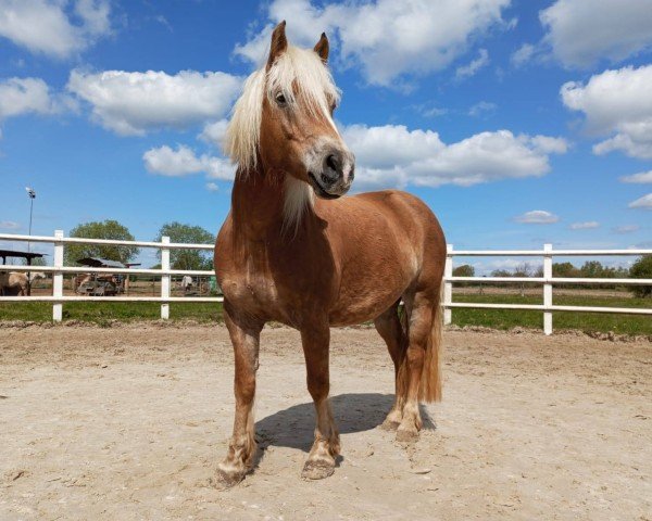 horse Marella vom Eulental (Haflinger, 2017, from Amarin vom Eulental)